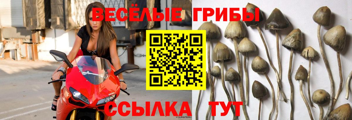 Галлюциногенные грибы Psilocybine cubensis Воронеж